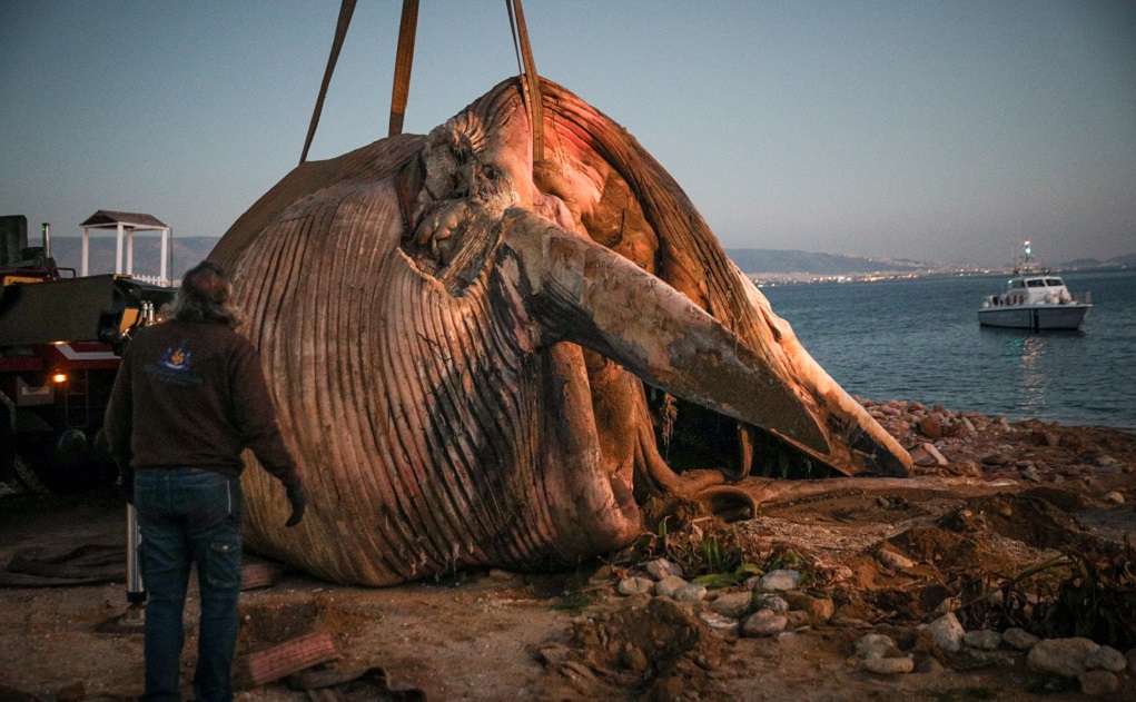 WWF: Μέτρα για να μην εξαφανιστούν τα θαλάσσια κήτη από τις θάλασσές μας