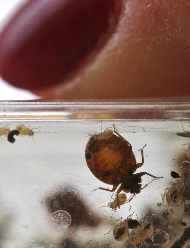 Bedbugs Insect Incest