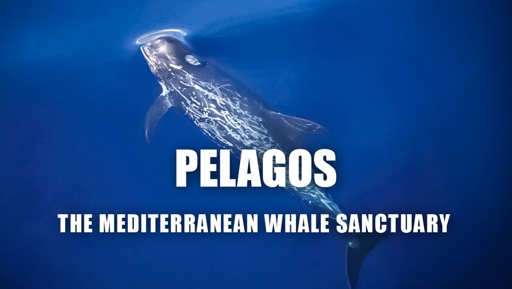 Φάλαινες στη Μεσόγειο