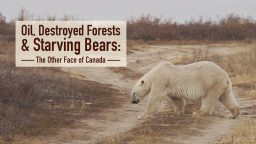 Καναδάς: Η Φύση σε Κίνδυνο