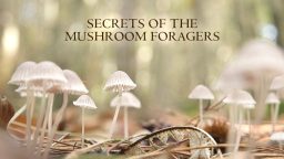 Ψάχνοντας για Μανιτάρια