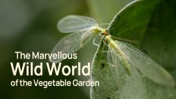 Ο Θαυμαστός Κόσμος του Λαχανόκηπου