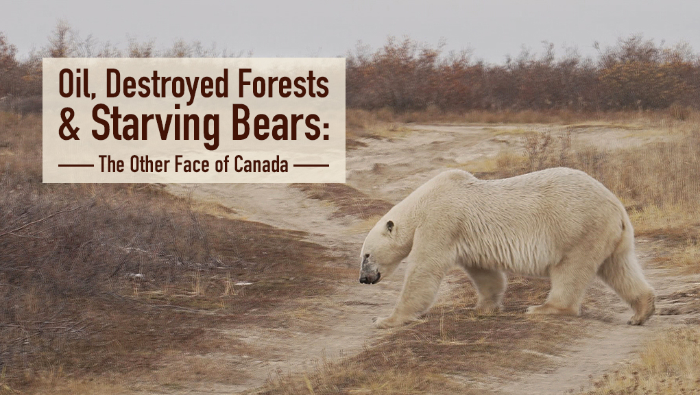 Καναδάς: Η Φύση σε Κίνδυνο
