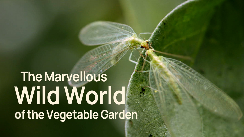 Ο Θαυμαστός Κόσμος του Λαχανόκηπου 