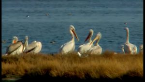 Παγκόσμια Ημέρα Υγροτόπων – 2 Φεβρουαρίου
