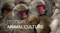 Η Κουλτούρα των Ζώων
